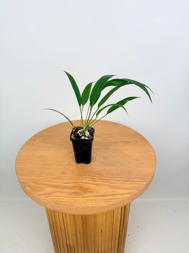 Anthurium Vittariifolium | Uprooted
