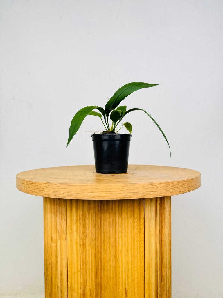 Anthurium Vittariifolium | Uprooted