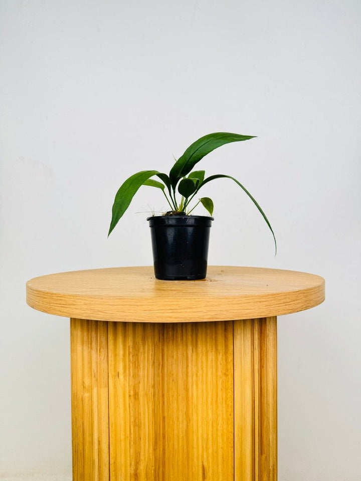 Anthurium Vittariifolium | Uprooted