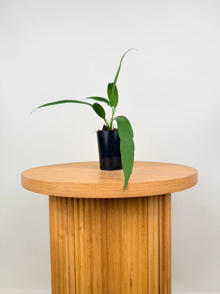 Anthurium Vittariifolium | Uprooted