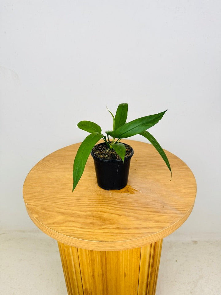 Anthurium Vittariifolium | Uprooted