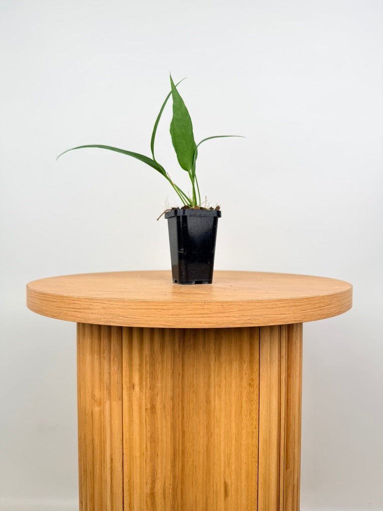 Anthurium Vittariifolium | Uprooted