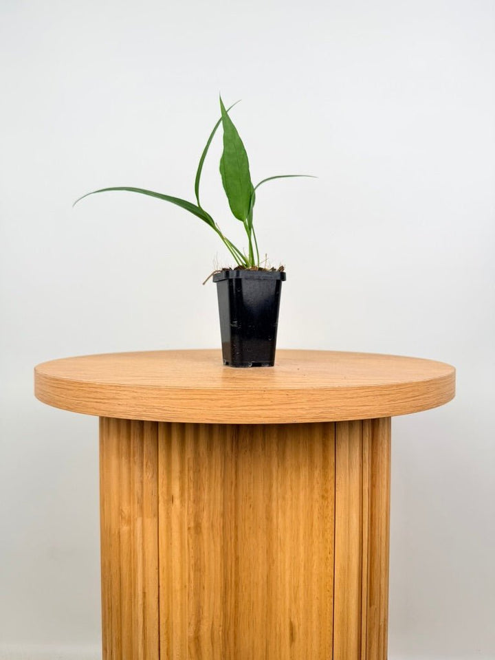 Anthurium Vittariifolium | Uprooted