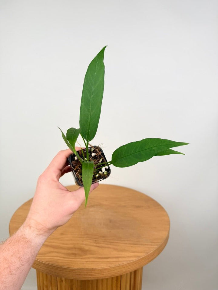 Anthurium Vittariifolium | Uprooted