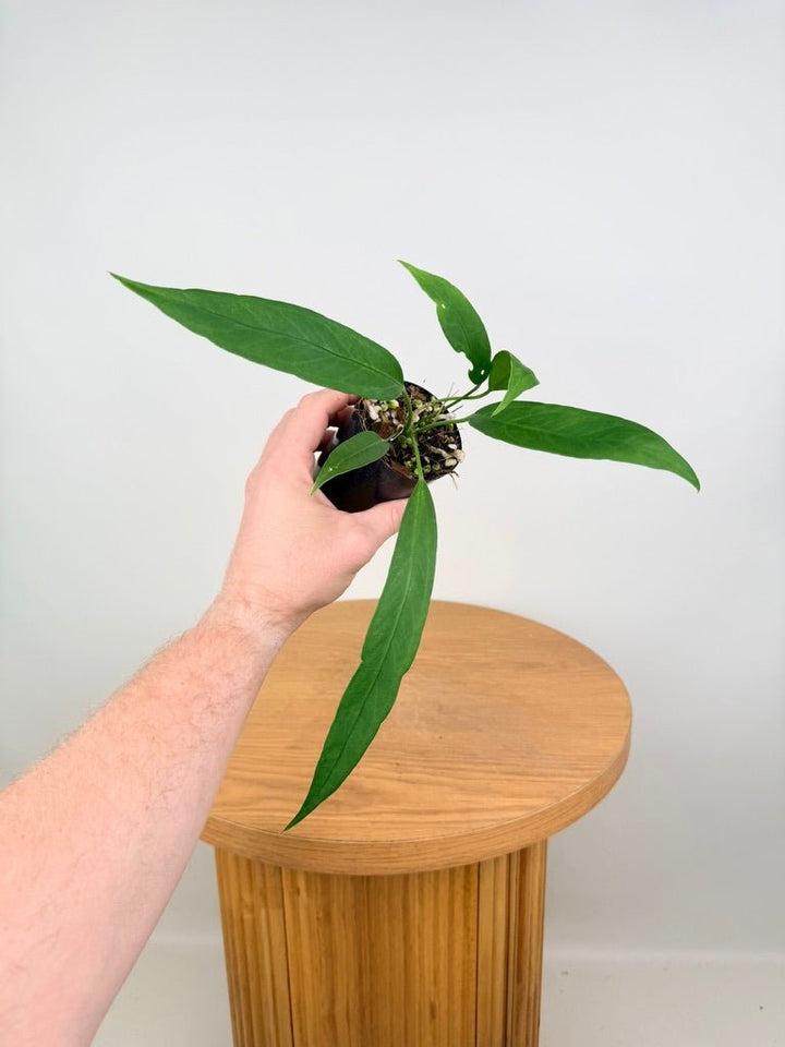 Anthurium Vittariifolium | Uprooted