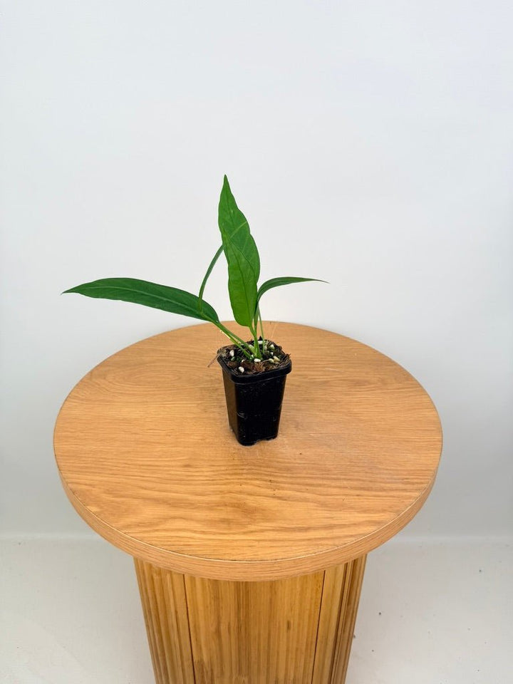 Anthurium Vittariifolium | Uprooted
