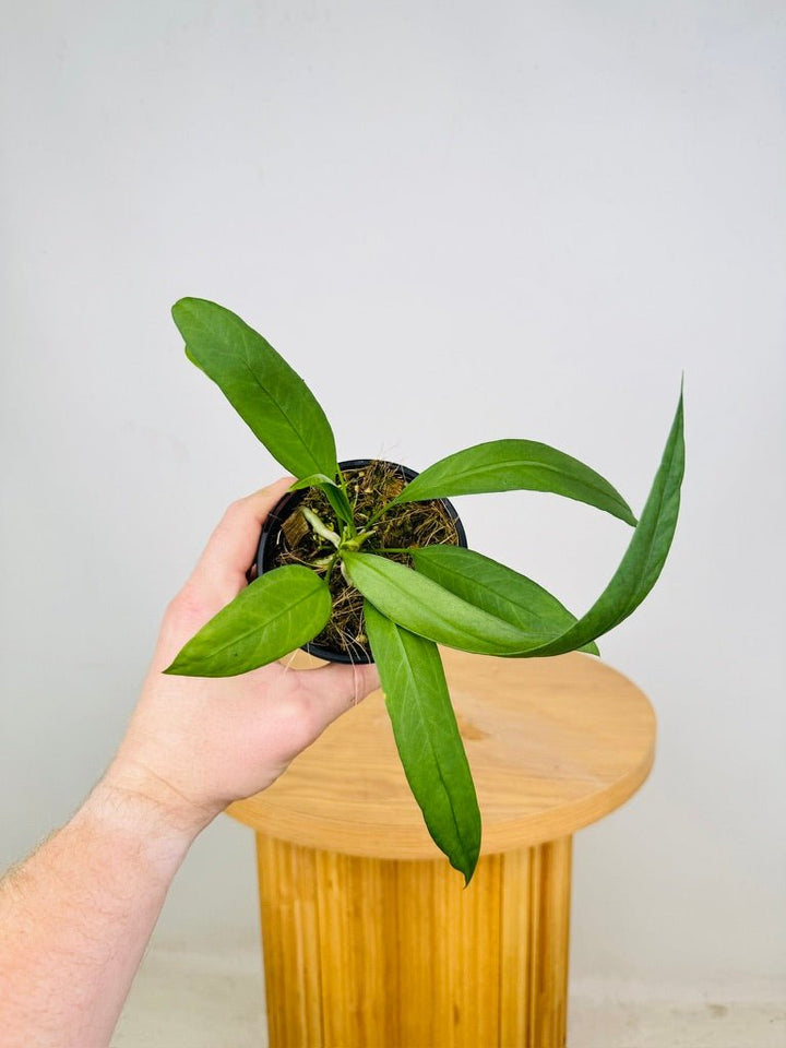 Anthurium Vittariifolium | Uprooted