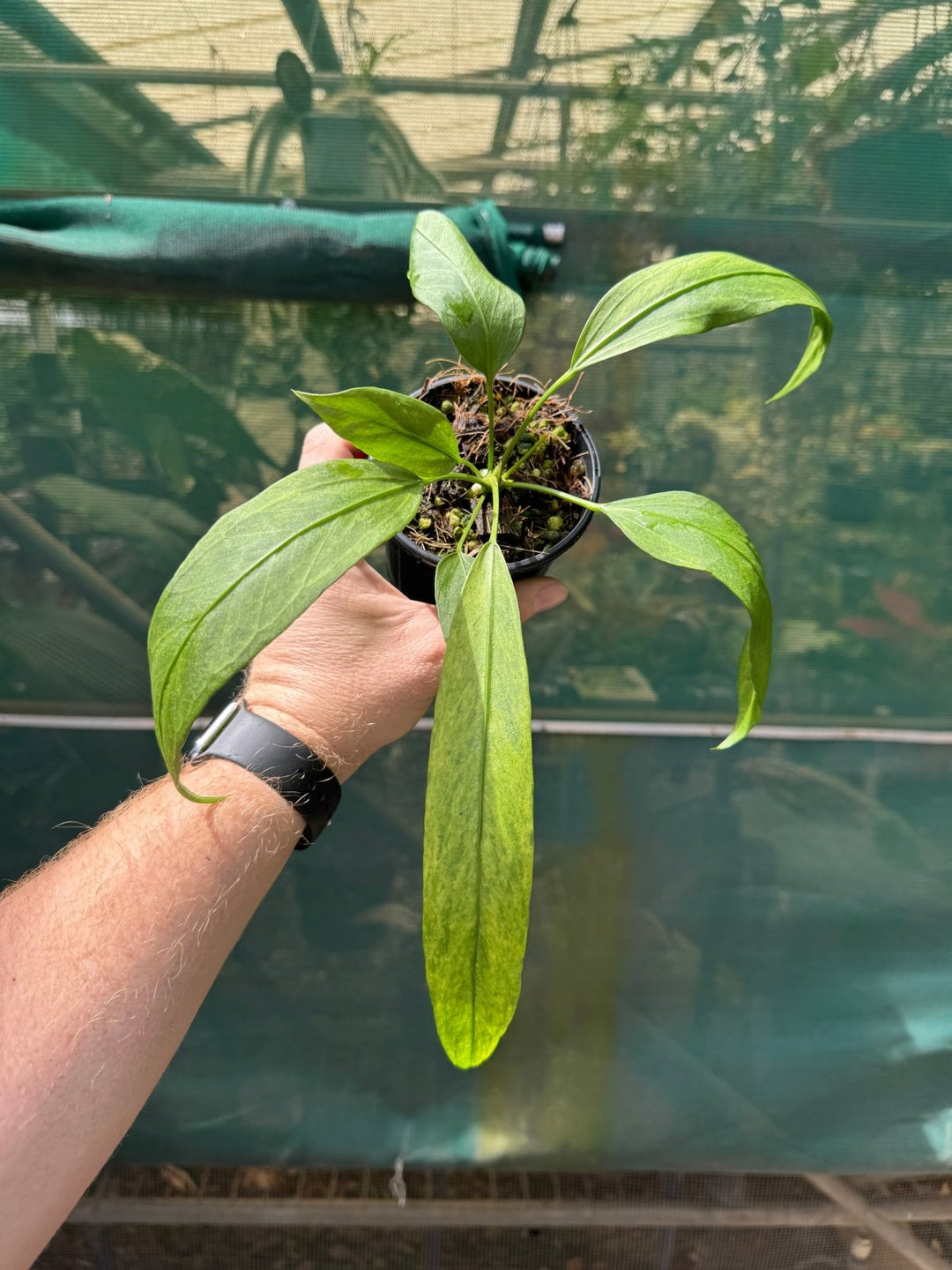 Anthurium Vittariifolium Variegated | Uprooted