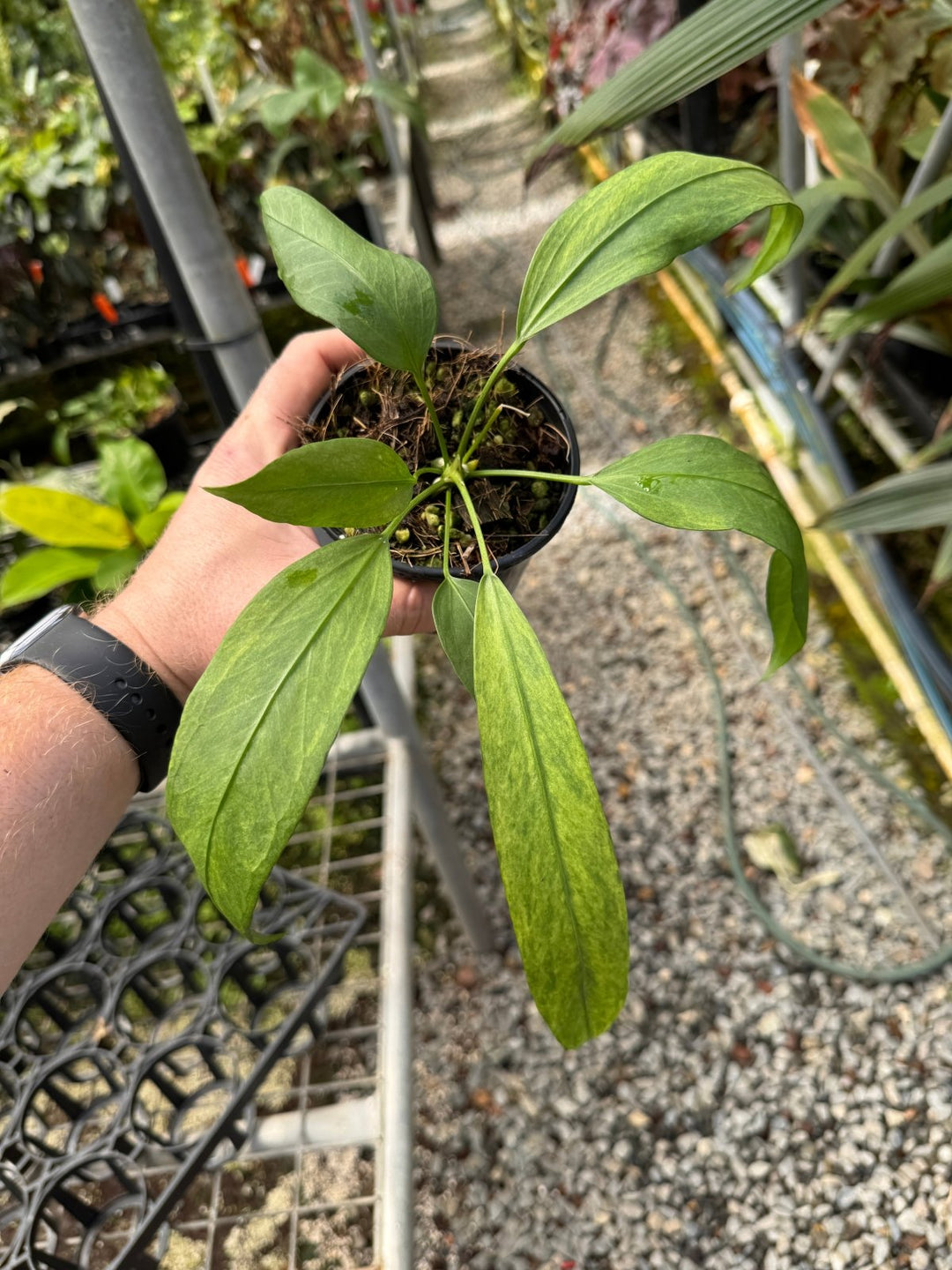 anthurium for sale perth Anthurium Vittariifolium Variegated | Uprooted