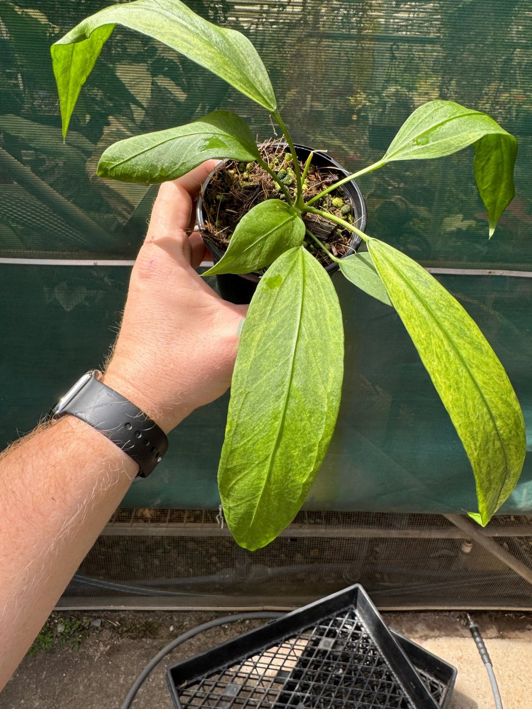 Anthurium Vittariifolium Variegated | Uprooted
