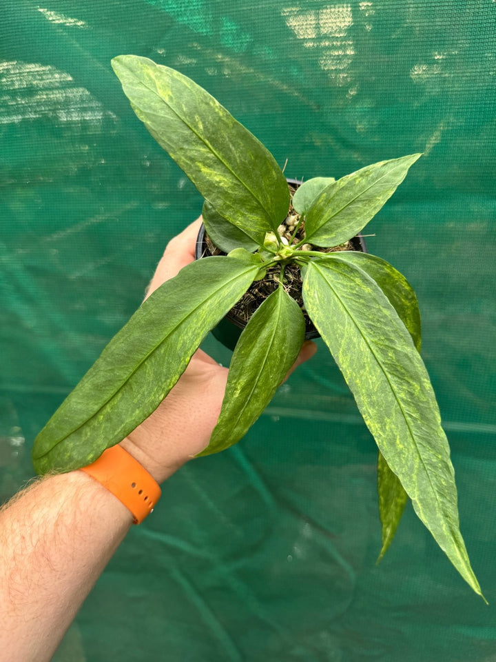 Anthurium Vittariifolium Variegated | Uprooted