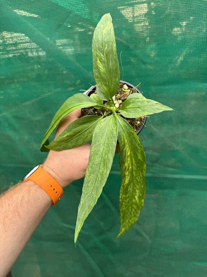 Anthurium Vittariifolium Variegated | Uprooted