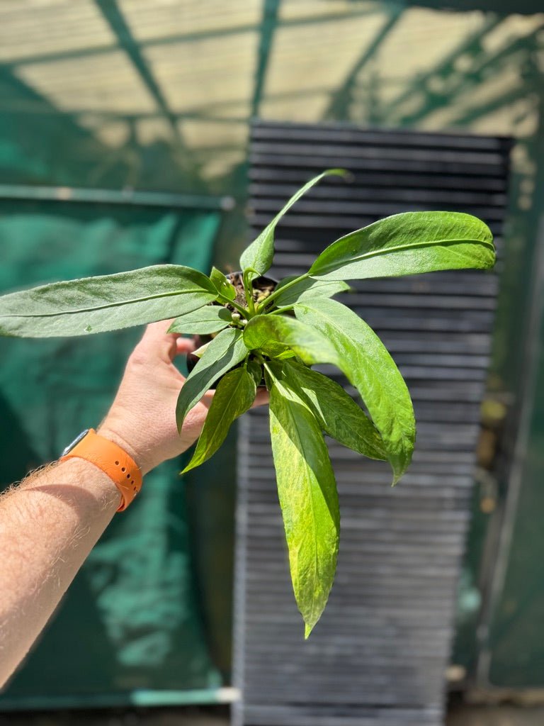 Anthurium Vittariifolium Variegated | Uprooted