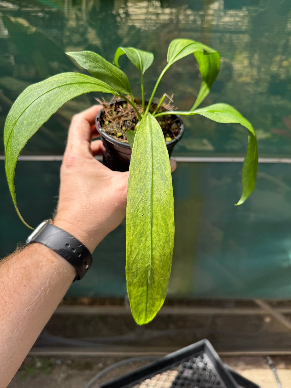 Anthurium Vittariifolium Variegated | Uprooted | Buy Plants Online