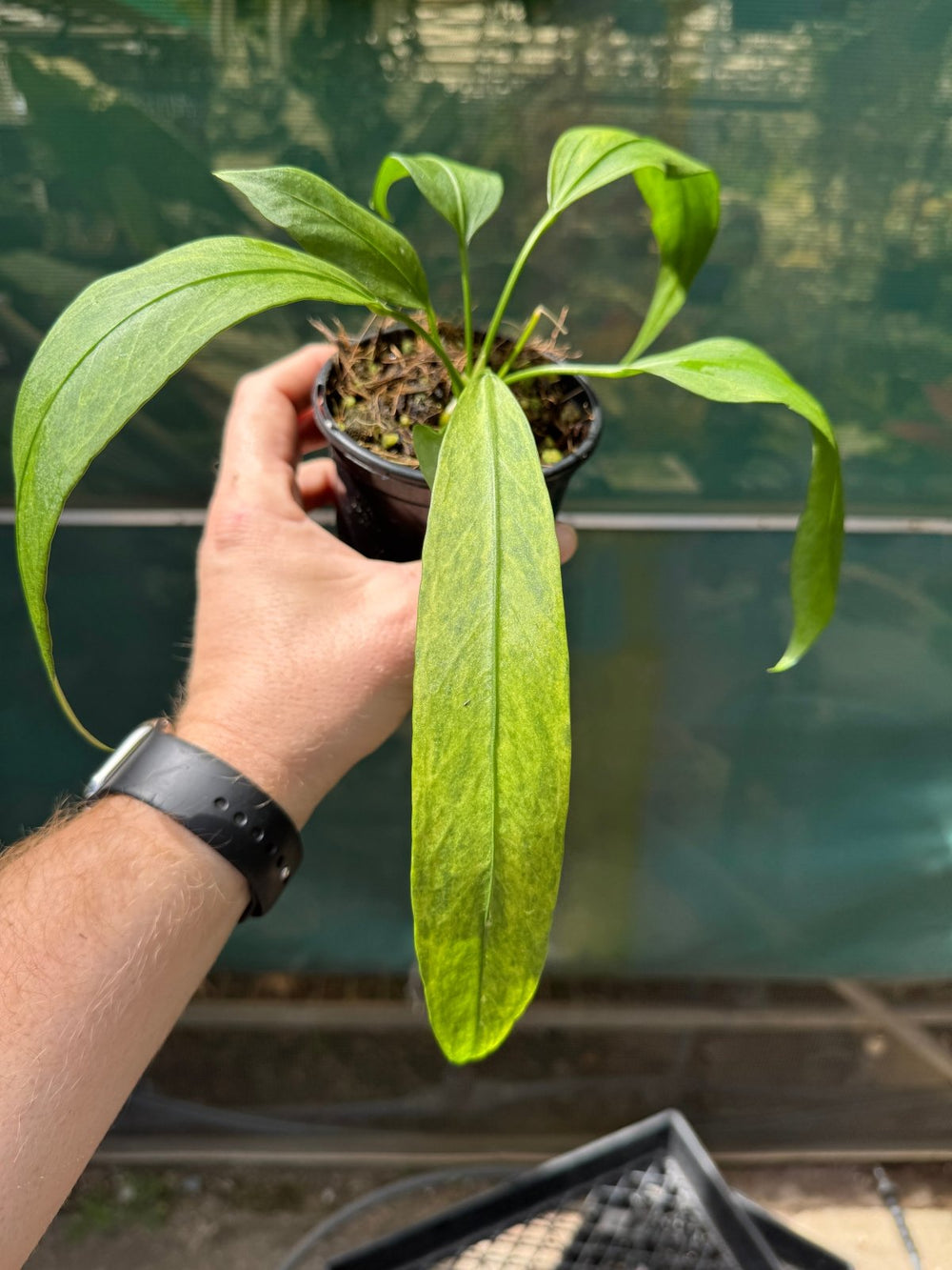 Anthurium Vittariifolium Variegated | Uprooted