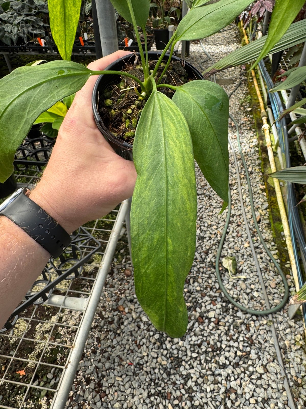 Anthurium Vittariifolium Variegated | Uprooted | Buy Plants Online