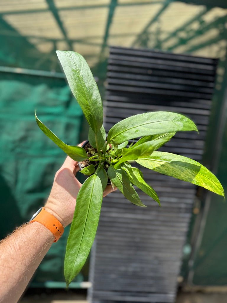 Anthurium Vittariifolium Variegated | Uprooted