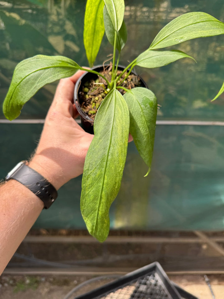 Anthurium Vittariifolium Variegated | Uprooted