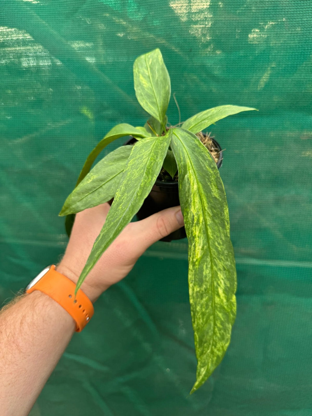 Anthurium Vittariifolium Variegated | Uprooted