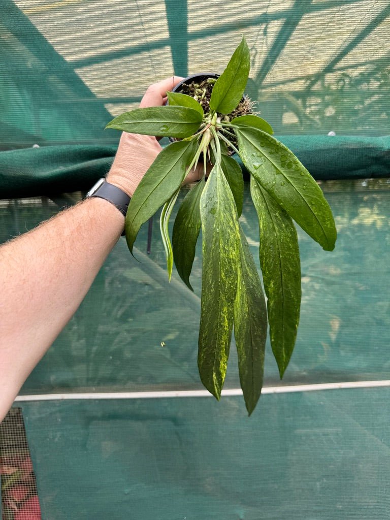 Anthurium Vittariifolium Variegated | Uprooted