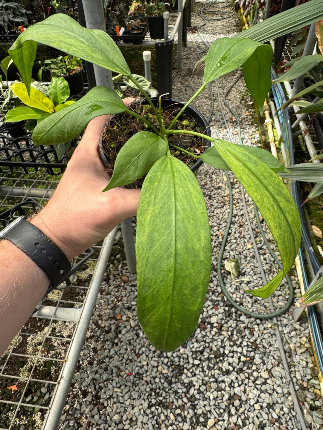 Anthurium Vittariifolium Variegated | Uprooted