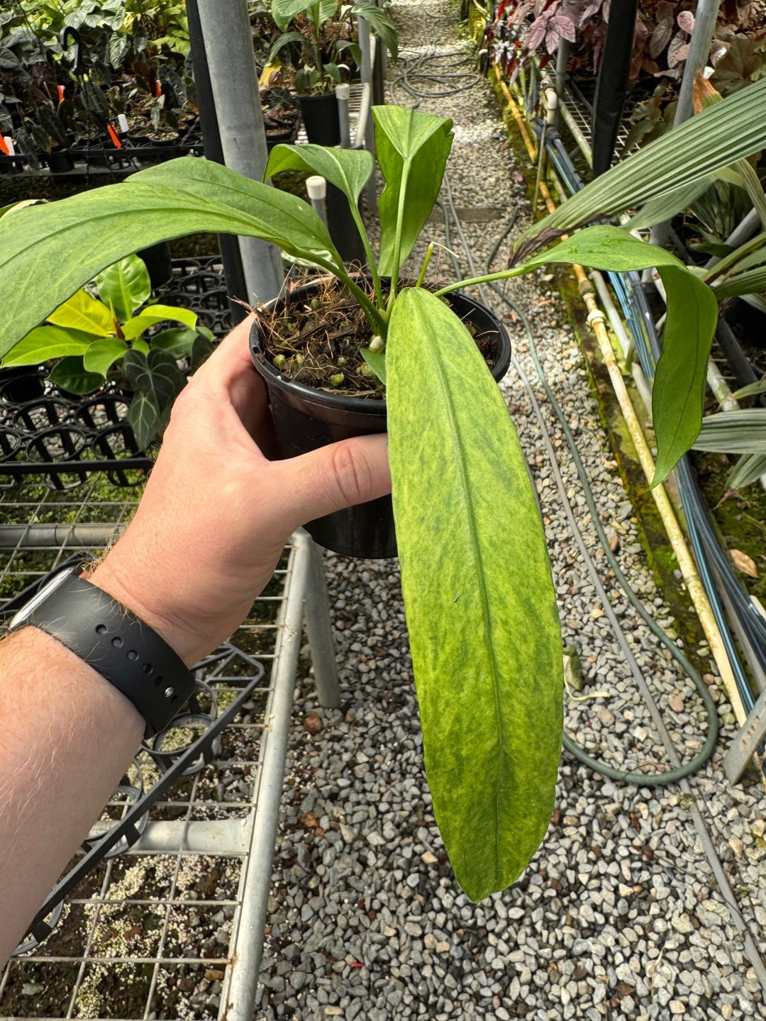 Anthurium Vittariifolium Variegated | Uprooted