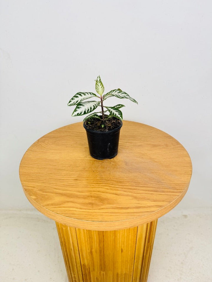Aphelandra Squarrosa - White Wash | Uprooted