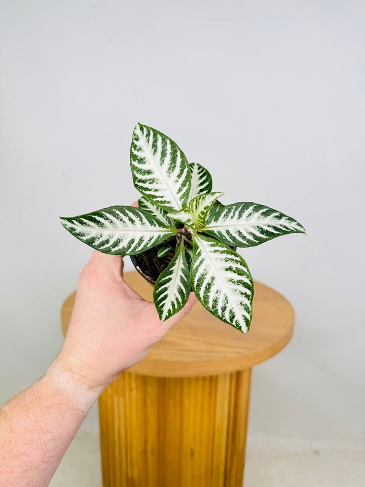 Aphelandra Squarrosa - White Wash | Uprooted
