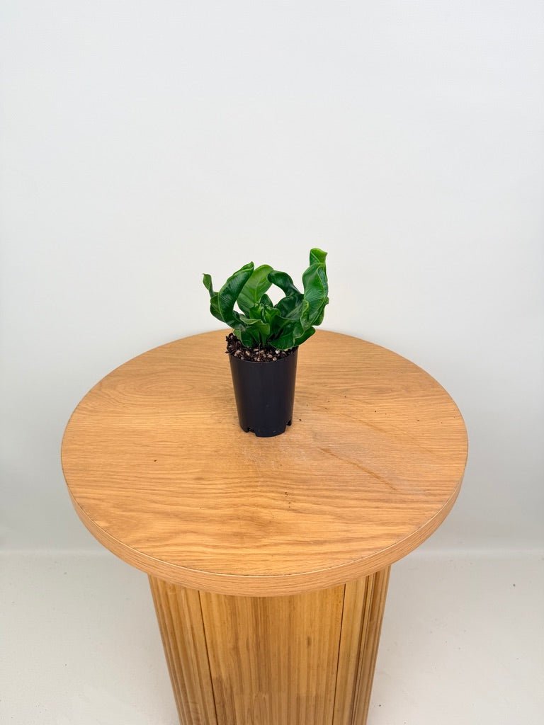 Asplenium Nidus - Cobra Fern | Uprooted