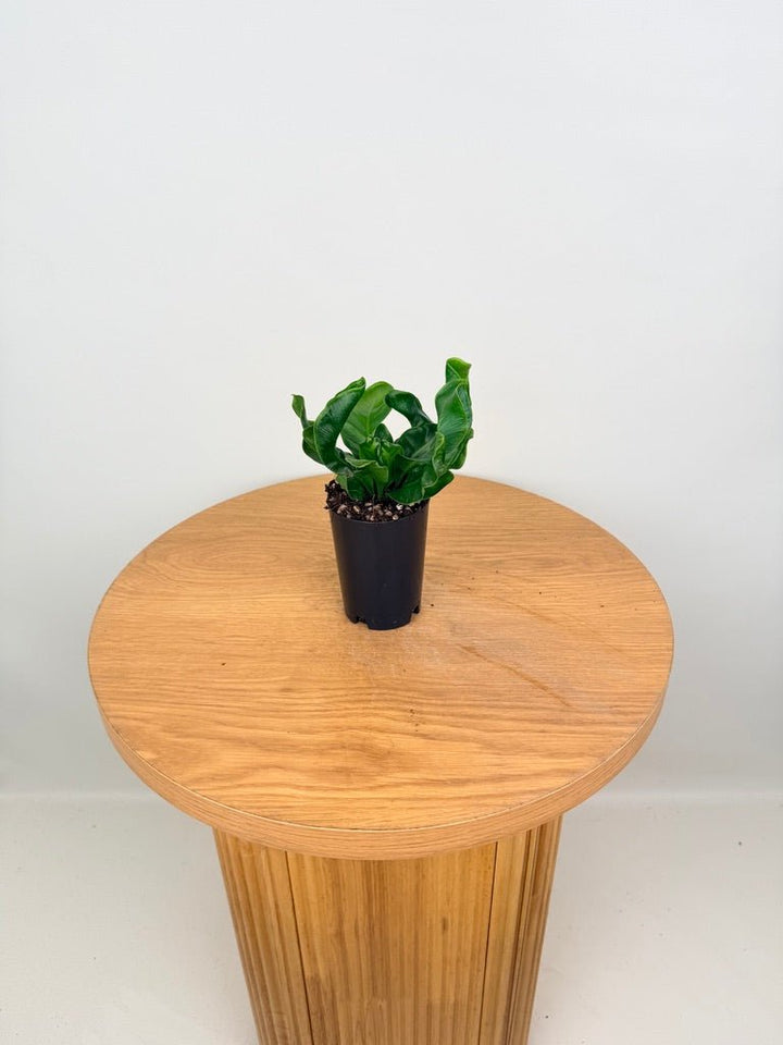 Asplenium Nidus - Cobra Fern | Uprooted