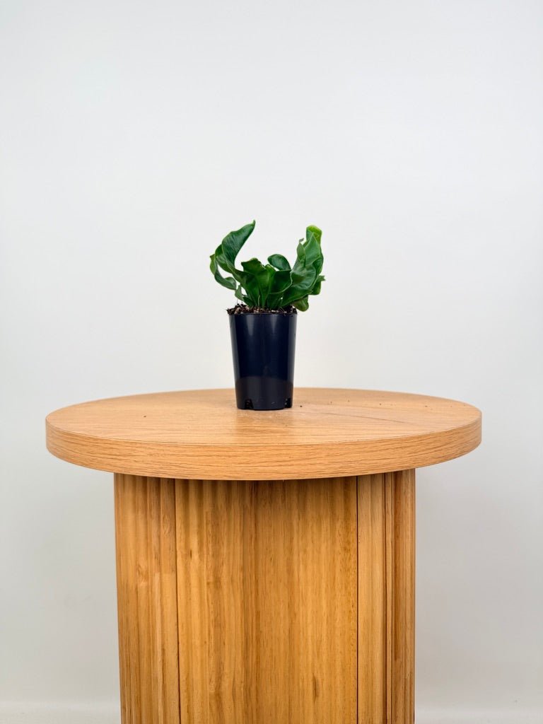 Asplenium Nidus - Cobra Fern | Uprooted