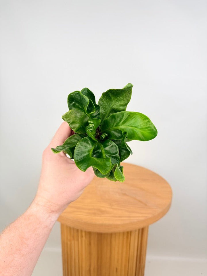 Asplenium Nidus - Cobra Fern | Uprooted