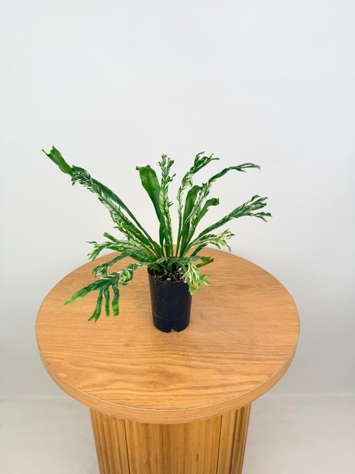 Asplenium Nidus Variegata | Uprooted