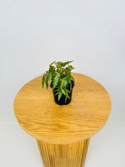 Begonia Amphioxus | Uprooted