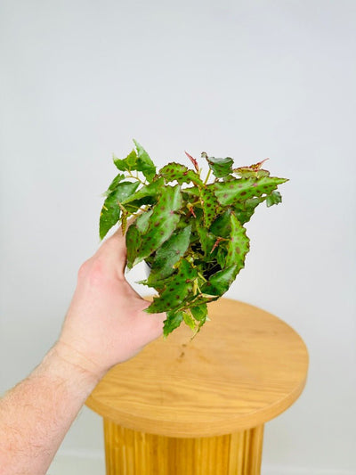 Begonia Amphioxus | Uprooted