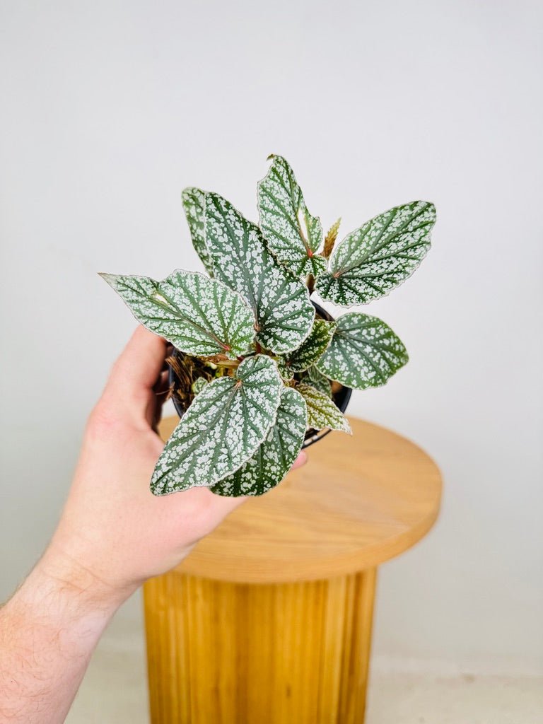 Begonia Don Miller | Uprooted