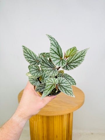 Begonia Don Miller | Uprooted
