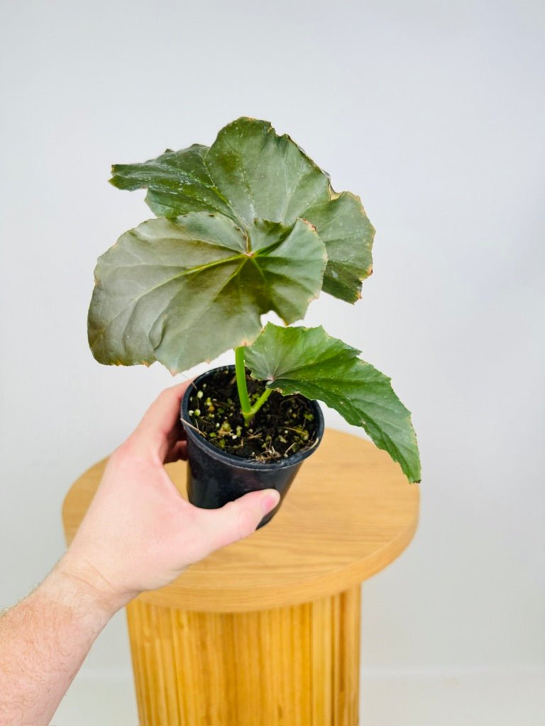 Begonia Irene Nuss | Uprooted