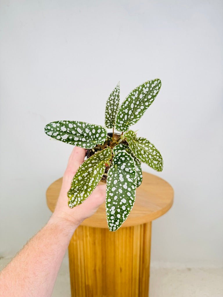 Begonia Maculata - White Ice [Free] - WA Prohibited | Uprooted