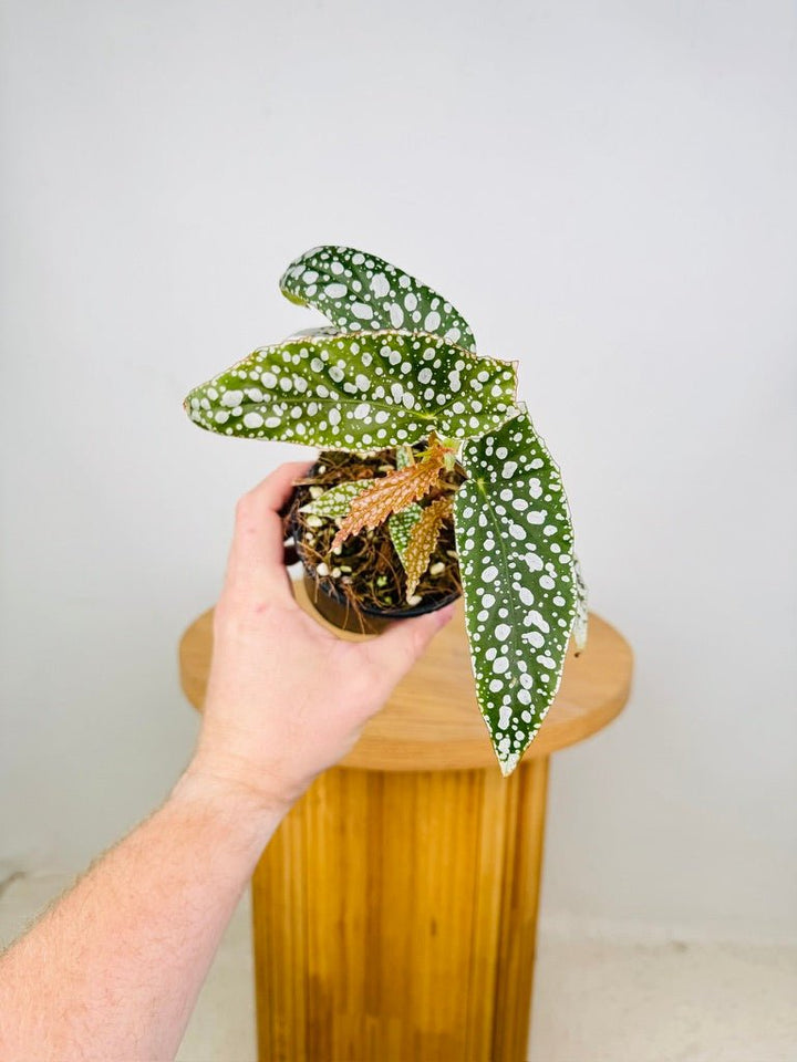 Begonia Maculata - White Ice | Uprooted