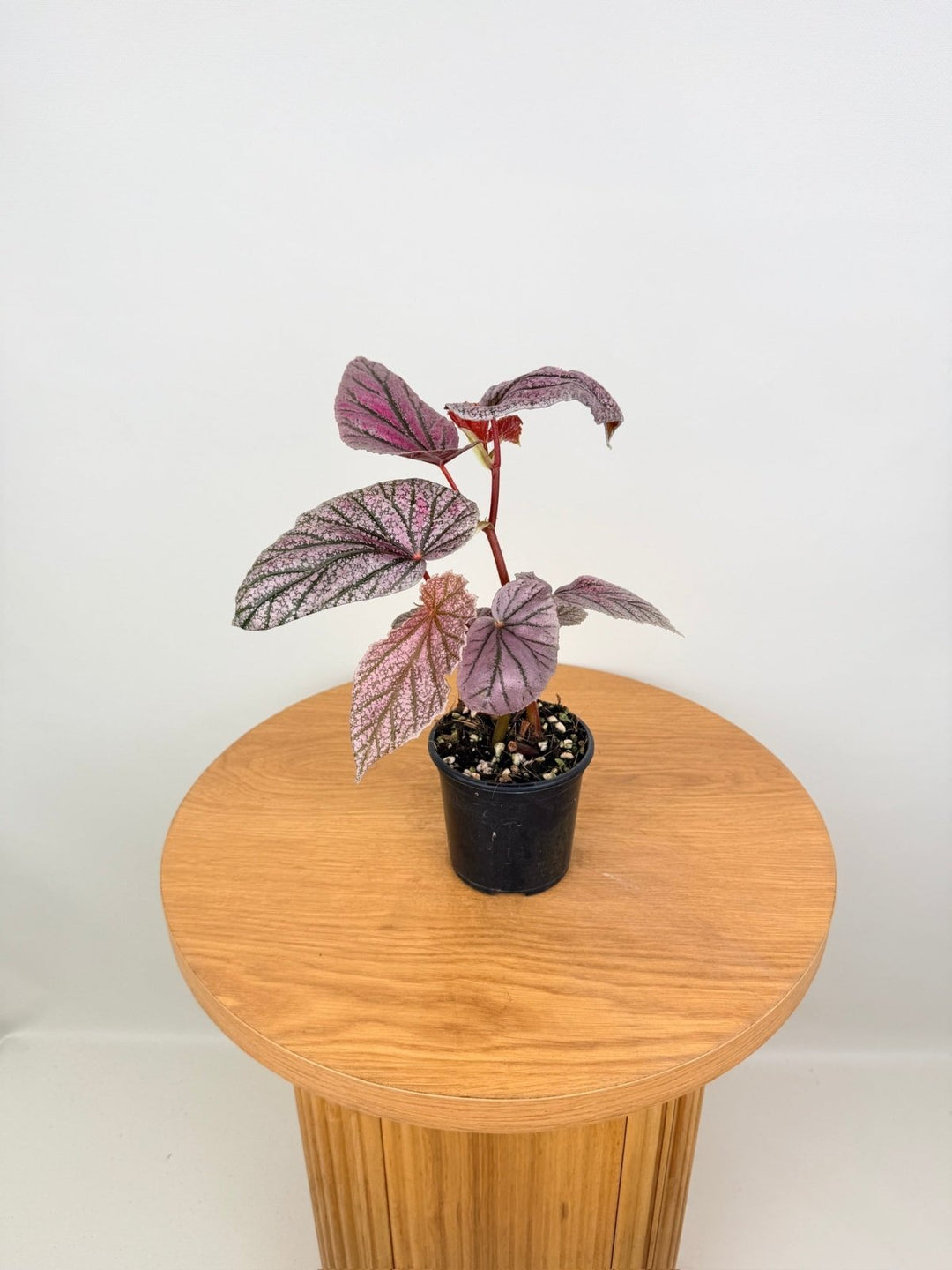 Begonia Maurice Amey | Uprooted