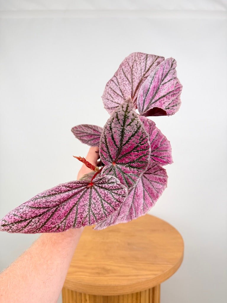 Begonia Maurice Amey | Uprooted