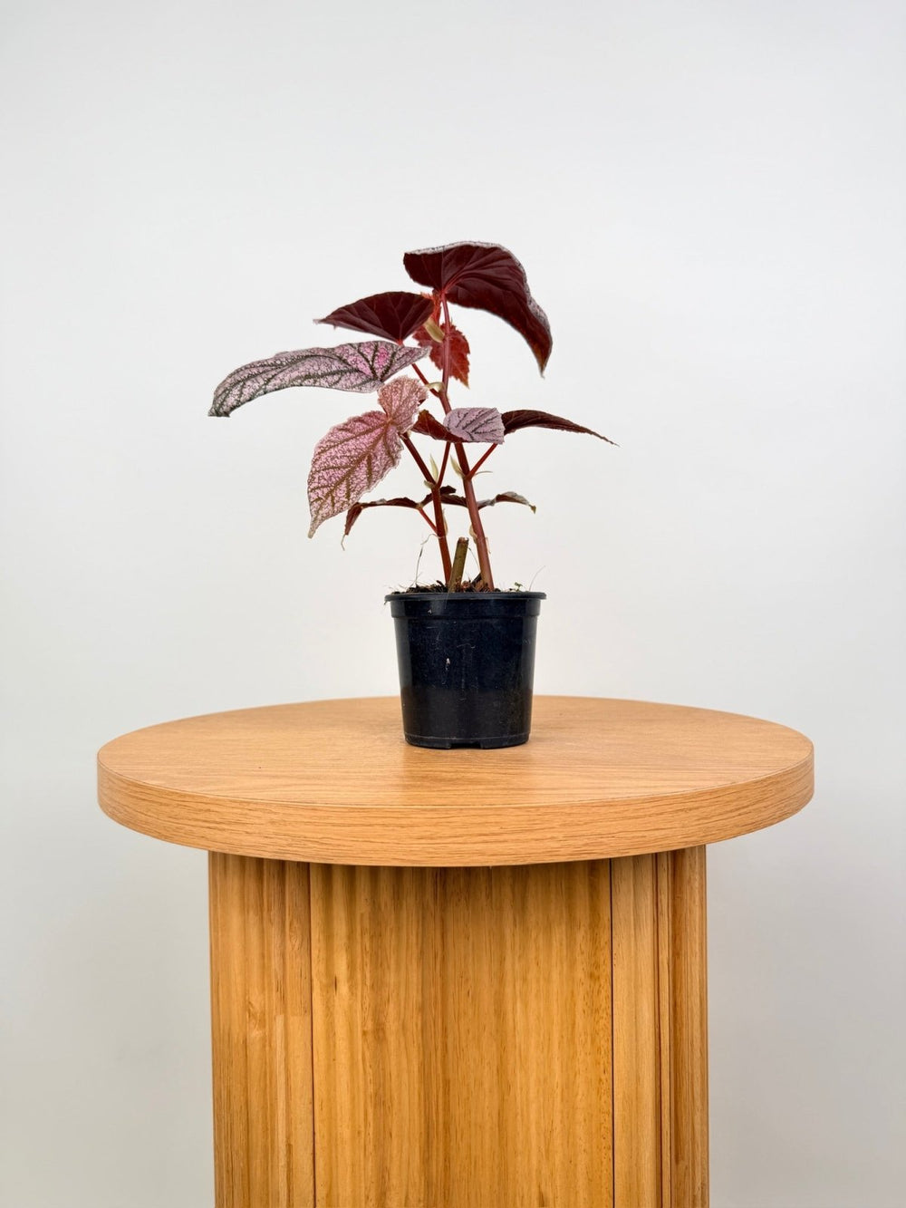 Begonia Maurice Amey | Uprooted