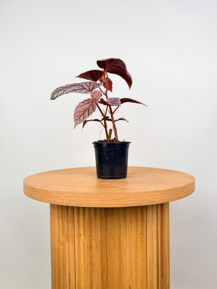 Begonia Maurice Amey | Uprooted