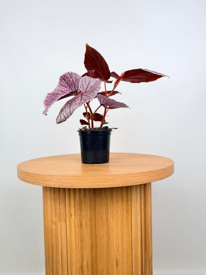 Begonia Maurice Amey | Uprooted