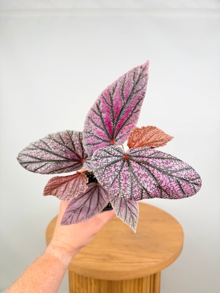 Begonia Maurice Amey | Uprooted