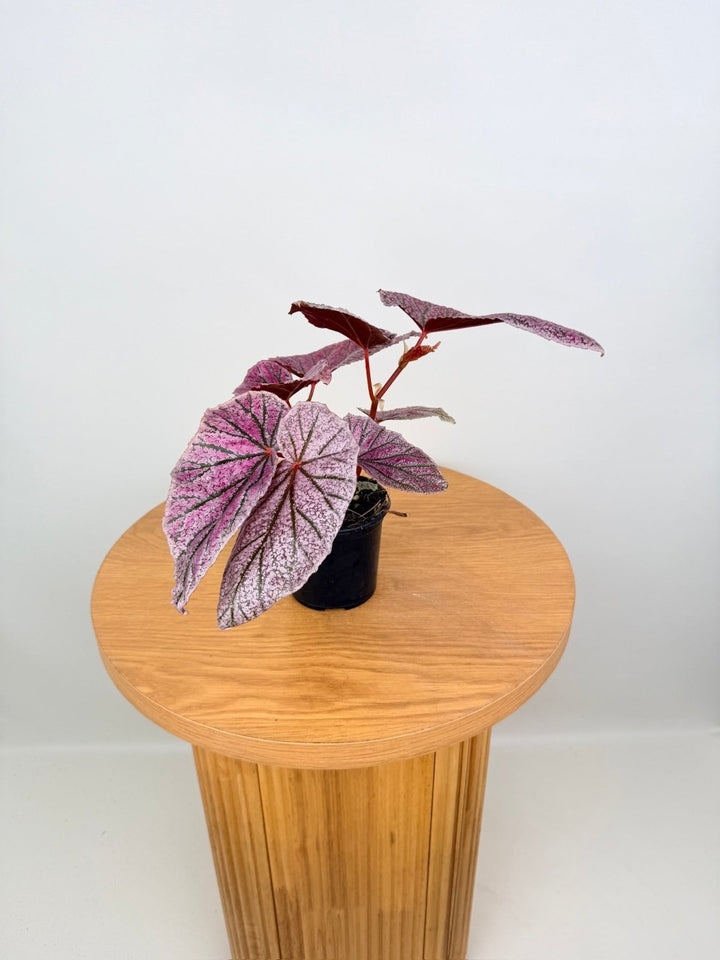 Begonia Maurice Amey | Uprooted