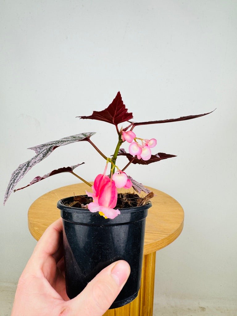 Begonia Pink Minx | Uprooted