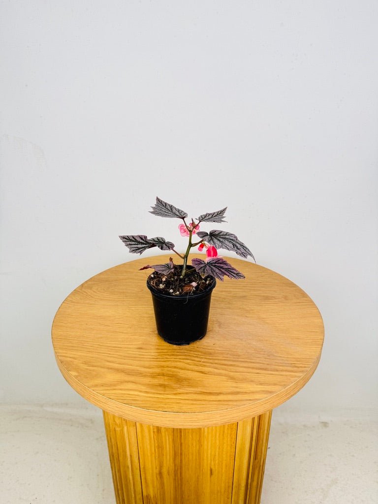 Begonia Pink Minx | Uprooted