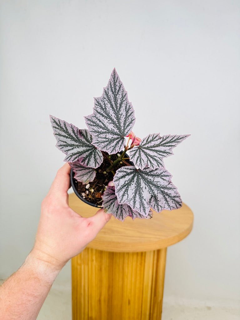 Begonia Pink Minx | Uprooted